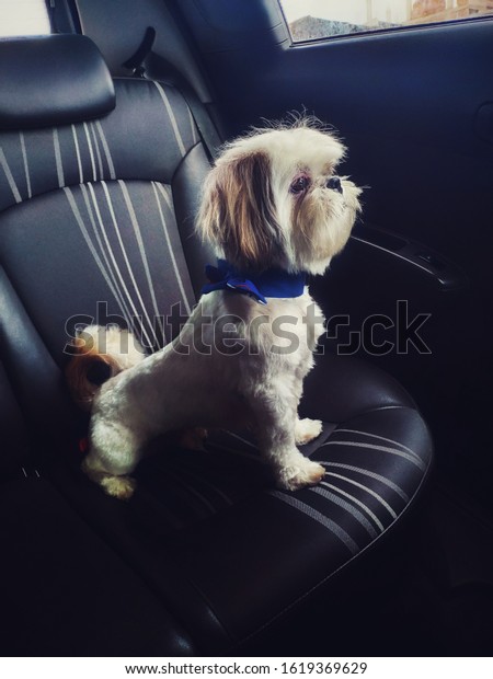 Shih Tzu dog sitting in a\
car seat