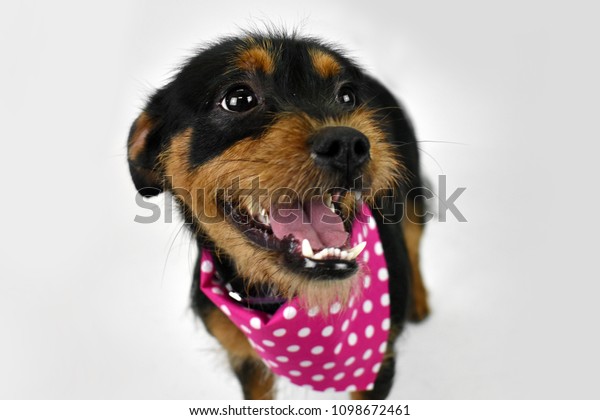 Shih Tzu Dog Smiling Girl Puppy Stock Photo Edit Now 1098672461