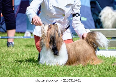 A Shih Tzu Dog In A Stand On The Green Grass At A Dog Show.