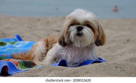 Shih Tzu Dog Sunbathing On Beach Stock Photo 2038513628 | Shutterstock