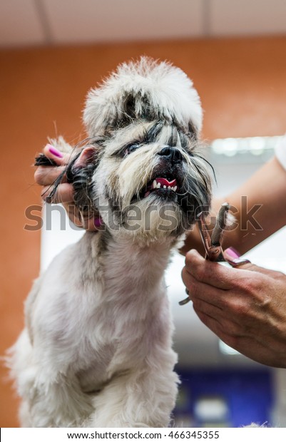 Shih Tzu Dogs Professional Hairdresser Hairstyle Stock Photo
