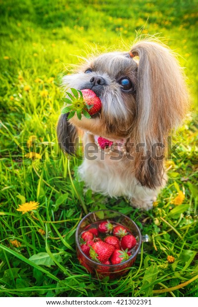 can shih tzu eat cucumbers