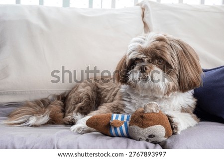Shih Tzu facing the camera and lying on the sofa next to his stuffed monkey.