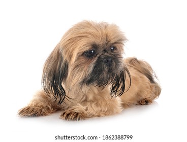 Shih Tzu In Front Of White Background