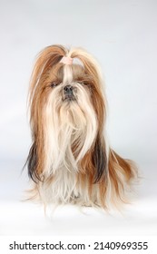 Shih Tzu Long Hair Dog Isolated On Studio 