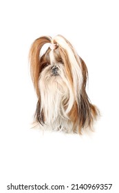 Shih Tzu Long Hair Dog Isolated On Studio 