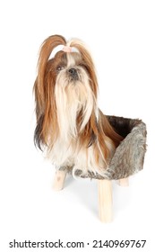 Shih Tzu Long Hair Dog On Chair Isolated On Studio 