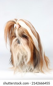 Shih Tzu Long Hair Dog Isolated On Studio 