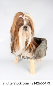 Shih Tzu Long Hair Dog Isolated On Studio 