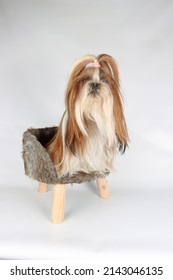 Shih Tzu Long Hair Dog Isolated On Studio 