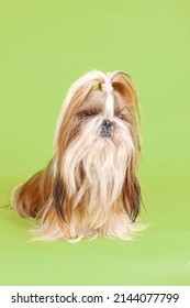 Shih Tzu Long Hair Isolated On Green Background 