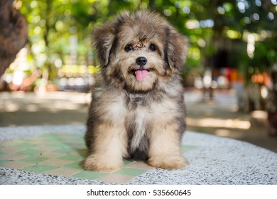 Shih Tzu mix Pomeranian puppy dog on marble table, cute pet in home