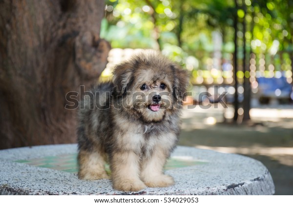 Shih Tzu Pomeranian Puppy Dog Stock Photo (Edit