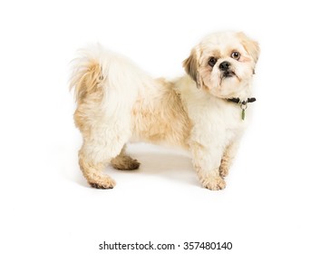 Shih Tzu On A White Background