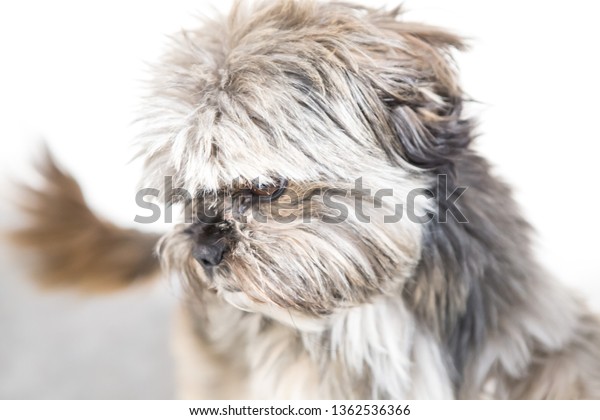 Shih Tzu Pedigree Brown White Color Stock Photo Edit Now 1362536366