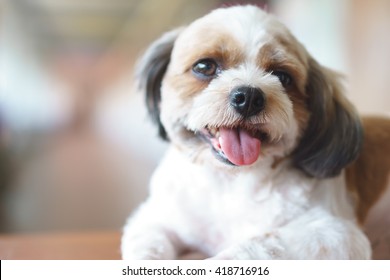 Shih Tzu Poodle Mix Puppie