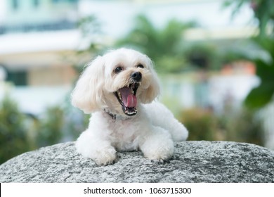 Shih Tzu Poodle Mix Resting Yawning Stock Photo 1063715300 | Shutterstock