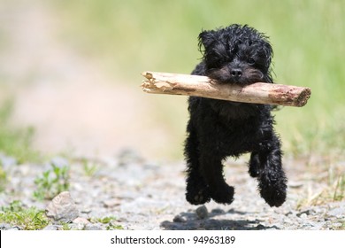Shih tzu poodle mixed breed running with stick in mouth