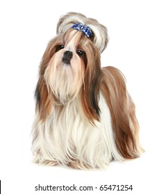 Shih Tzu Poses On A White Background