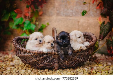 Shih Tzu Puppies In A Basket 