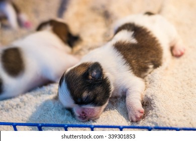 Shih Tzu Puppies Born