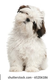 Shih Tzu puppy, 3 months old, sitting in front of white background