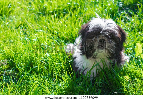 Shih Tzu Puppy Grass Nature Royalty Free Stock Image