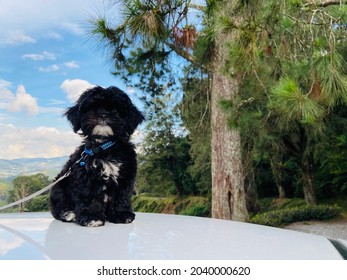 Shih Tzu Puppy In Lap Of Nature