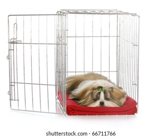 Shih Tzu Puppy Laying In Open Dog Crate With Reflection On White Background