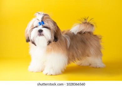 yellow shih tzu