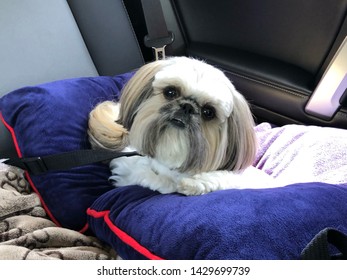 Shih Tzu Ready For A Long Car Ride!