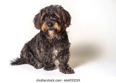 Shih Tzu Scottish Terrier Mix Breed Dog Canine With Angular Limb Deformity Sitting Down Isolated On White Background