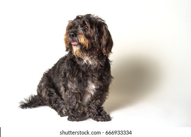 Shih Tzu Scottish Terrier Mix Breed Dog Canine With Angular Limb Deformity Sitting Down Isolated On White Background