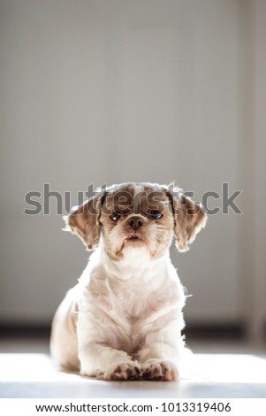 Shih Tzu Short Brown White Hair Stock Photo Edit Now 1013319406