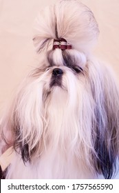 Shih Tzu Show Class Dog Portrait