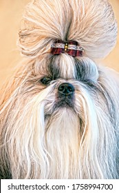 Shih Tzu Show Class Dog Portrait