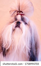 Shih Tzu Show Class Dog Portrait