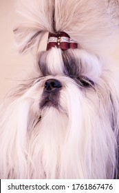 Shih Tzu Show Class Dog Portrait