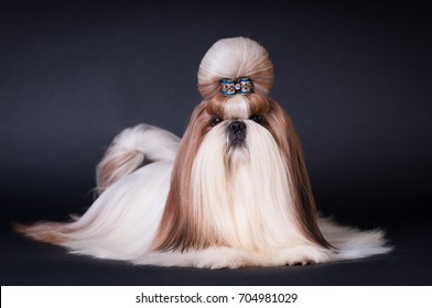 Shih Tzu Show Class Dog Portrait At Studio On Black Background