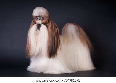 Shih Tzu Show Class Dog Portrait At Studio On Black Background