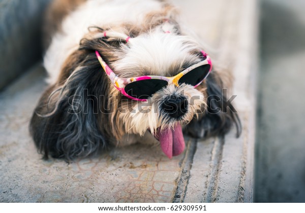 shih tzu with sunglasses