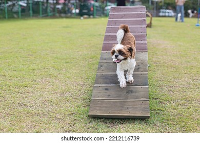 Shih Tzu Working Dog Agility Course