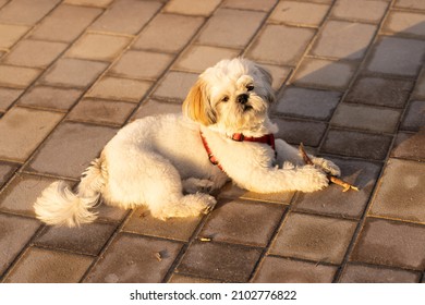 A Shihtzu breed dog enjoying a sunrise