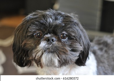 Shihtzu Close Up