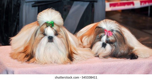 is shih tzu a toy breed