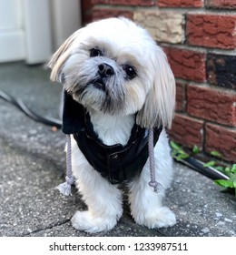 Shihtzu Head Tilt