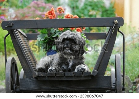 Shih-Tzu, lying in a handcart, FCI Standard No. 208, is lying in an old handcart, Chrysanthemum domestic dog (canis lupus familiaris)