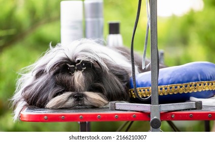 Shih-tzu On The Grooming Table Befor Dog Show