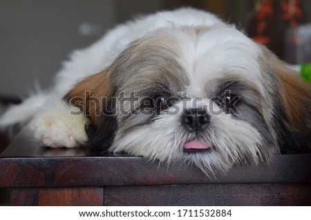 Shihtzu Puppy Female after grooming