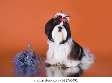 Shihtzu Puppy Portrait 